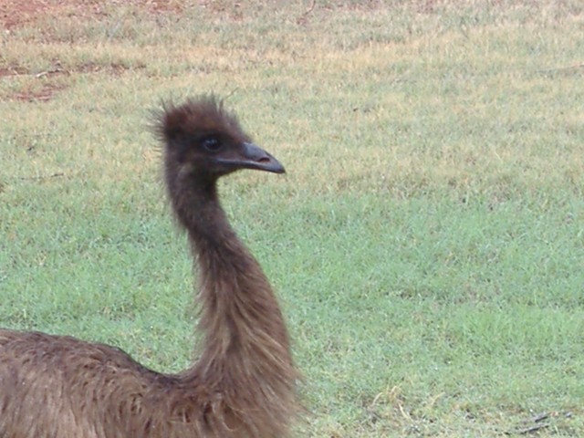 Frendly emu named "EXPORT"